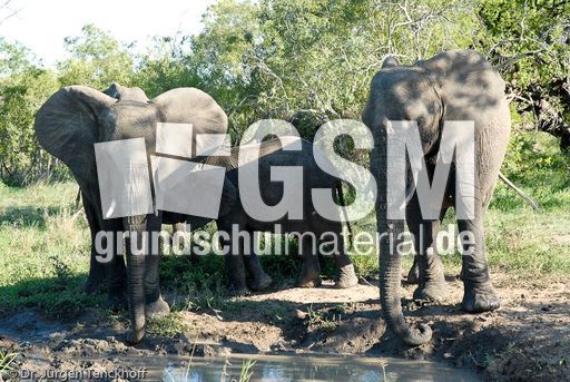 Afrikanischer Elefant (51 von 131).jpg